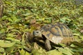 Wild turtle camouflaged between leaves Royalty Free Stock Photo