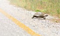 Wild turtle crosses the asphalt road Royalty Free Stock Photo
