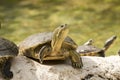 Wild turtle Royalty Free Stock Photo