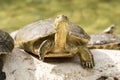 Wild turtle Royalty Free Stock Photo