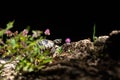 Wild turtle found in Greece. Wild turtle Testudo hermanni crawling on stone