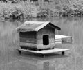 Wild Turtle House in a Duck Pond