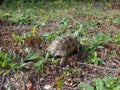 wild turtle on its territory. Autumn.