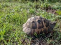 wild turtle on its territory. Autumn nature.