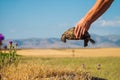 Wild turtle in mans hands