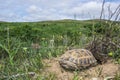 Wild turtle in steppe in Kazakhstan, Malaysary