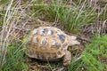 Wild turtle in steppe in Kazakhstan, Malaysary