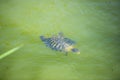 Turtle in the lake in kassandra, greece