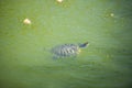 Turtle in the lake in kassandra, greece