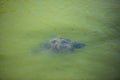 Turtle in the lake in kassandra, greece