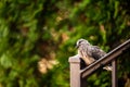 Wild turtledove perching on a handrail against a blurry background