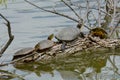 Wild turtles sunbathing on tree log Royalty Free Stock Photo