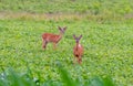 Pair of whitetail deer standing in farm field Royalty Free Stock Photo