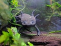 Wild Type Axolotl in an Aquarium