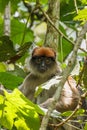 Wild ugandan red colobus monkey on a branch, Kibale National Forest, Uganda.