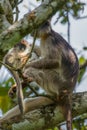 Wild ugandan red colobus monkey with a newborn sitting on a branch, Kibale National Forest, Uganda.