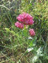 Wild UK pink beach flower