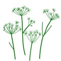 Wild umbrella dry herbs. Vector illustration Royalty Free Stock Photo