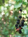 Wild, uncultivated blackberries on plant. Ripe and unripe berries, blurry background from differential focus.