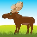 Wild ungulate animal moose on year glade