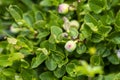 Wild unripe bilberry in the bush at beginning of summer growing on mountain in Bosnia