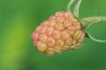 Wild unripe raspberry