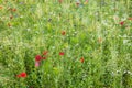 Wild and unspoiled flower meadow, natural conservation for insects Royalty Free Stock Photo