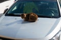 Wild urban cat sleeping on the car