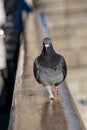Wild Urban City Pigeon Strutting Along The Hand Rail Of Tower Bridge, London, UK