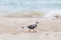 Wild urban dove on the sand beach Royalty Free Stock Photo