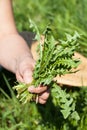Healing plants: Hand holding fresh dandelion leaves