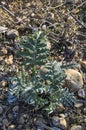 Wild vegetable thistle plant Royalty Free Stock Photo