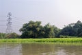 Wild vegetation on Chao Phraya River