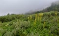 Wild vegetation in the fog in Altai Krai mountains.