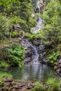 Wild vegetation with herbs and ferns next to the small lagoon formed by the waterfall of Paredes in the background, MortÃÂ¡gua PT