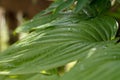 Wild vegetation