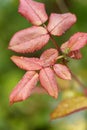 Wild vegetation