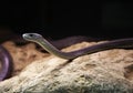 Wild venomous snake