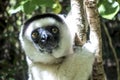 Wild Verreaux s sifaka lemur, portrait - Madagascar Royalty Free Stock Photo