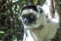 Wild Verreaux s sifaka lemur, portrait - Madagascar Royalty Free Stock Photo