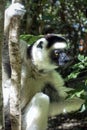 Wild Verreaux s sifaka lemur, portrait - Madagascar Royalty Free Stock Photo