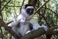 Wild Verreaux s sifaka lemur, portrait - Madagascar Royalty Free Stock Photo