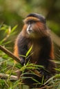 Wild and very rare golden monkey in the bamboo forest