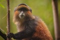 Wild and very rare golden monkey in the bamboo forest Royalty Free Stock Photo