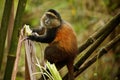 Wild and very rare golden monkey in the bamboo forest