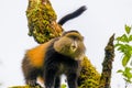 Wild and very rare golden monkey  Cercopithecus kandti in the rainforest. Unique and endangered animal close up in nature habita Royalty Free Stock Photo