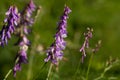 Wild vetch flowers