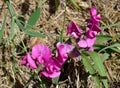 Wild vetch