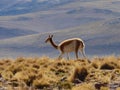 Wild Vicuna on the Altiplano Plateau, Chile Royalty Free Stock Photo