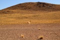 Wild Vicuna at the Foothills of the Chilean Andes, Los Flamencos National Reserve, San Pedro de Atacama, Antofagasta Region, Chile